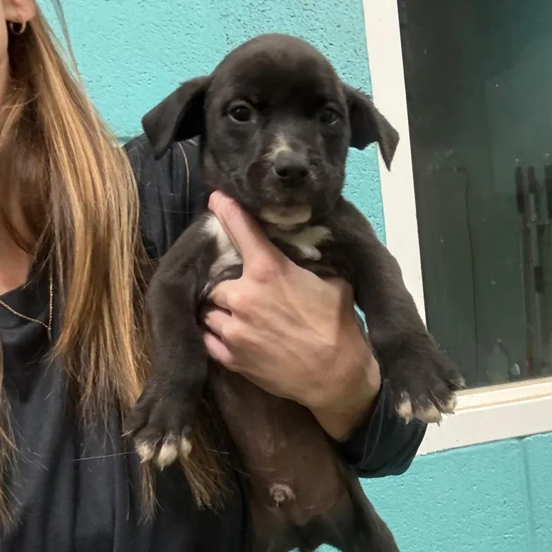 A baby small-sized male Black Mixed Breed dog named Mammoth for adoption in Saint Louis, MO
