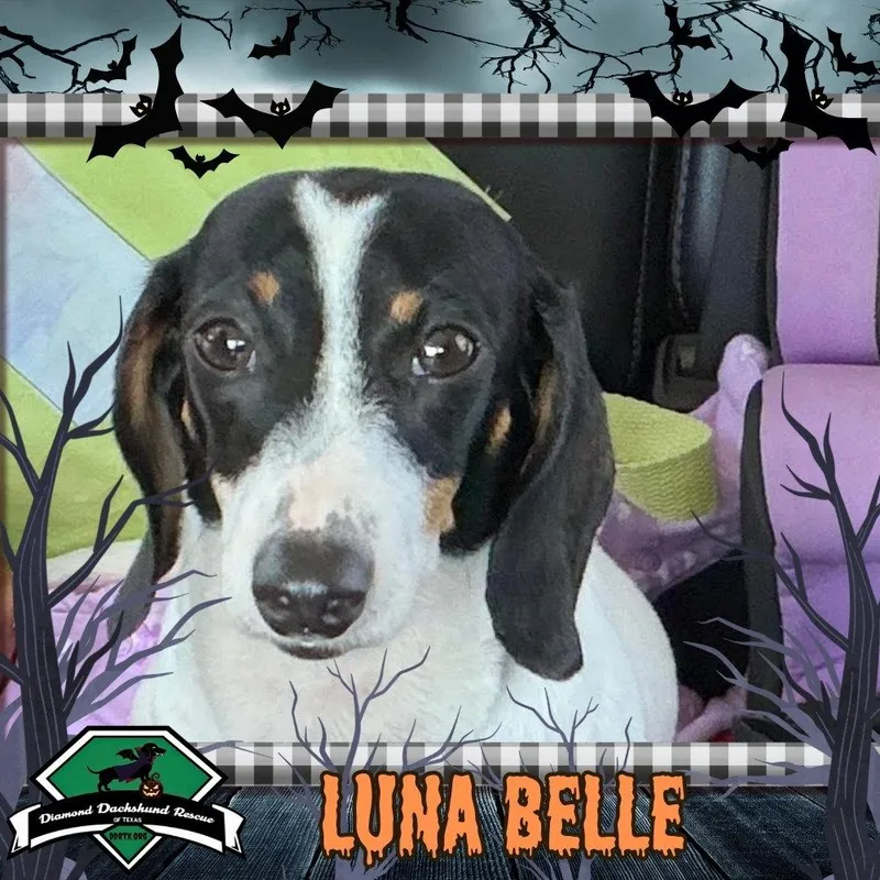 An adult medium-sized female Dachshund dog named Luna Belle for adoption in San Antonio, TX