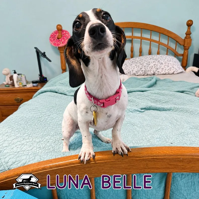 Luna Belle thumbnail 2