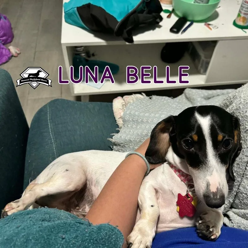 Luna Belle thumbnail 3