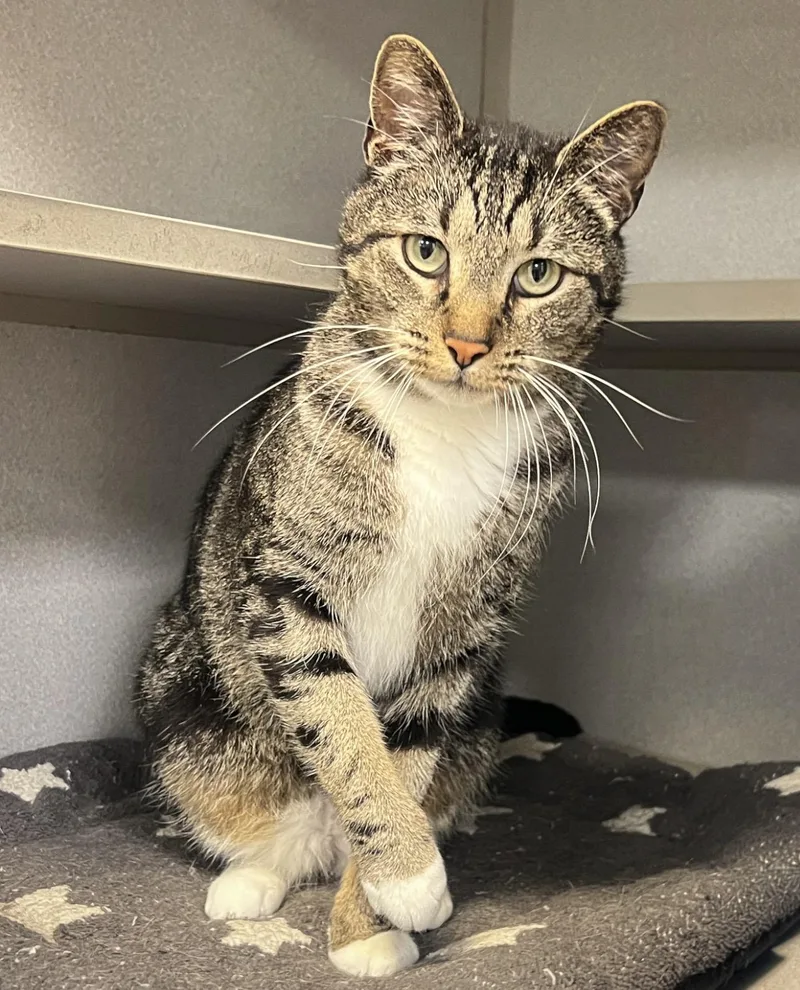An adult medium-sized male Domestic Short Hair cat named Oscar for adoption in St. Ignace, MI