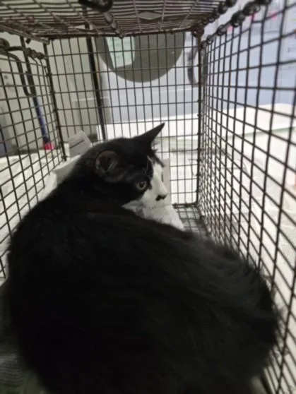 A baby small-sized female Domestic Short Hair cat named Gravy for adoption in Los Angeles, CA