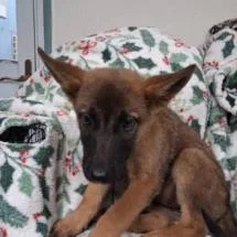 A baby small-sized male Brown / Chocolate Belgian Shepherd / Malinois dog named Mimosa for adoption in Austin, TX