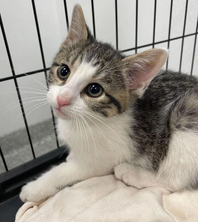 A baby small-sized female Domestic Short Hair cat named Jelly Bean for adoption in Jackson, MI