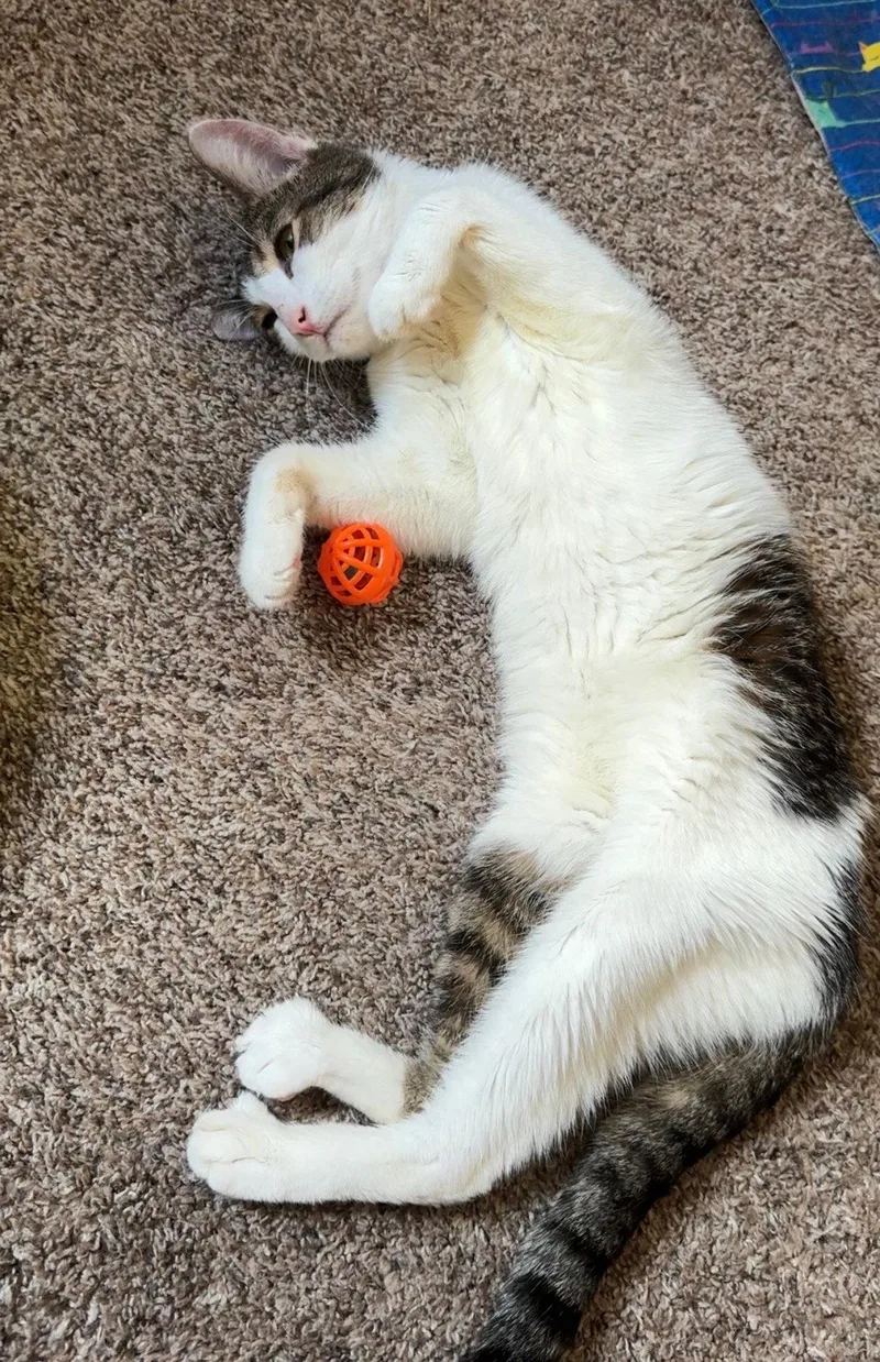 An adult medium-sized female Domestic Short Hair cat named Alveda for adoption in Fargo, ND