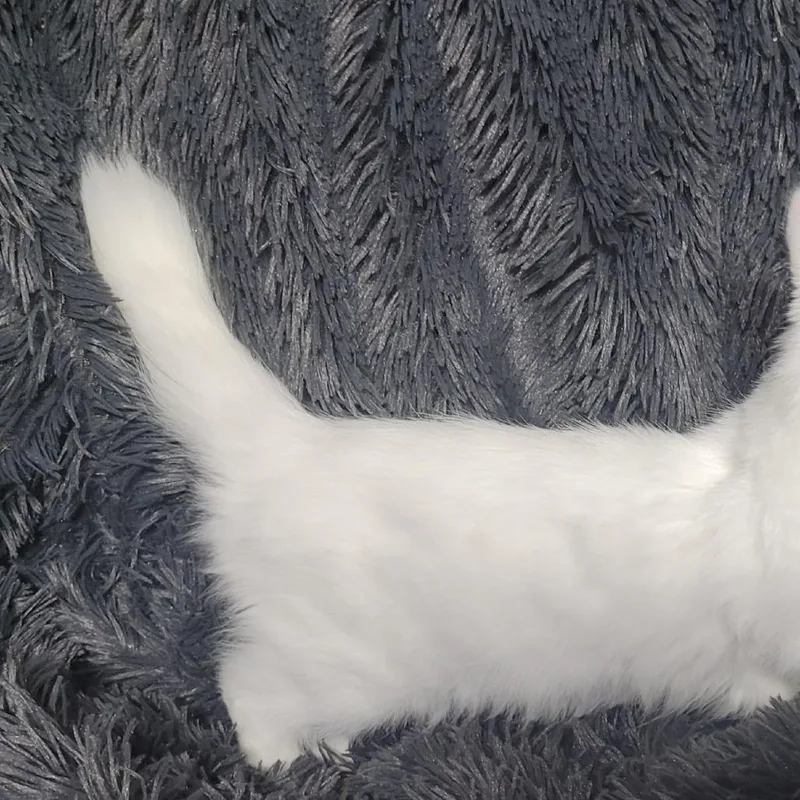 A baby small-sized female White Maine Coon cat named Polar for adoption in Coos Bay, OR