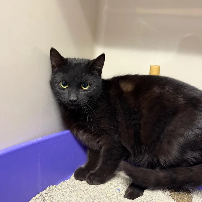 An adult medium-sized female Black Domestic Short Hair cat named Evie for adoption in Watertown, NY