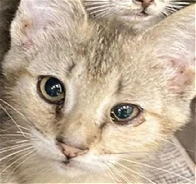 A baby small-sized female Domestic Short Hair cat named Moonstone for adoption in Tustin, CA