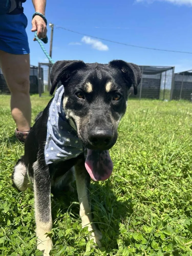 A young large-sized male Mixed Breed dog named Owen for adoption in Scott, LA