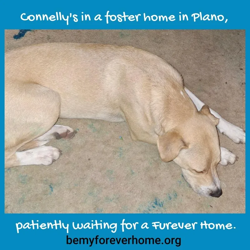 Connelly