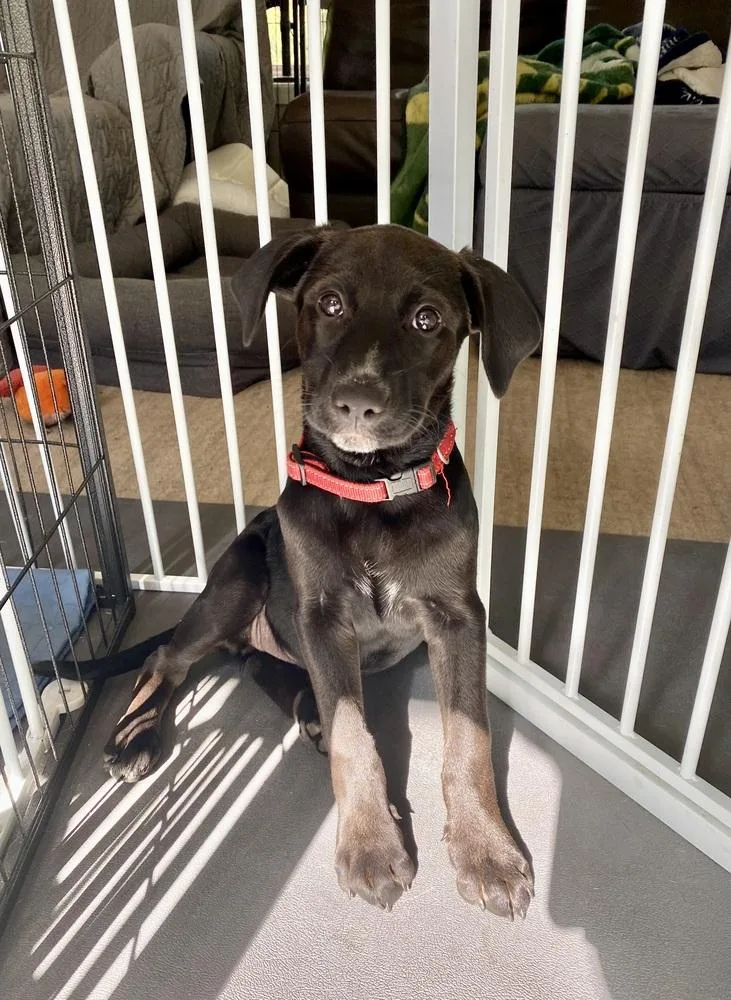 A young medium-sized female Tricolor (Brown, Black, & White) Mixed Breed dog named Rosa Barks for adoption in Deerfield, WI