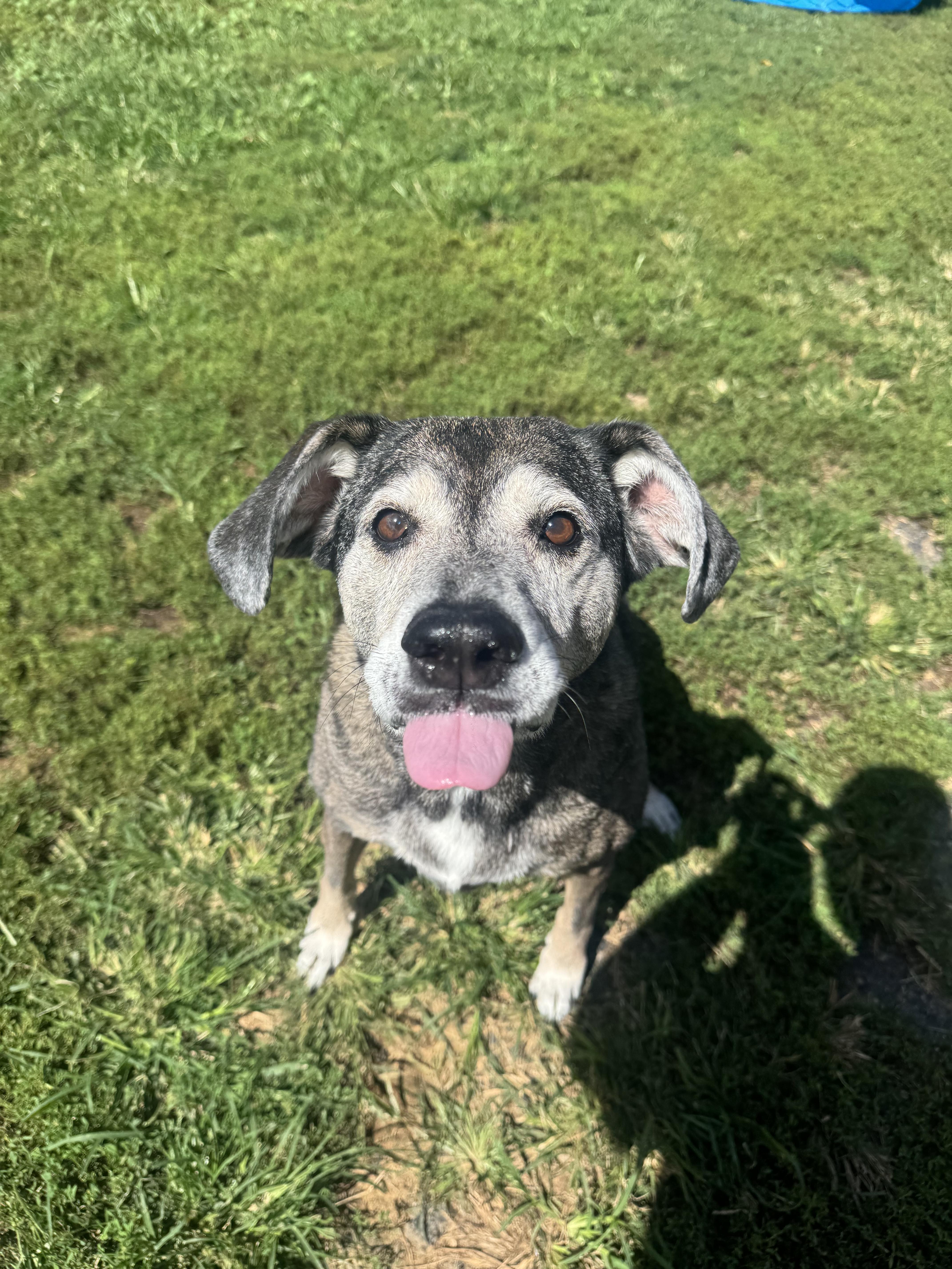 A senior large-sized female Labrador Retriever dog named Mia for adoption in North Canton, OH