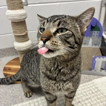 An adult small-sized male Domestic Short Hair cat named Qtip for adoption in Wheaton, IL