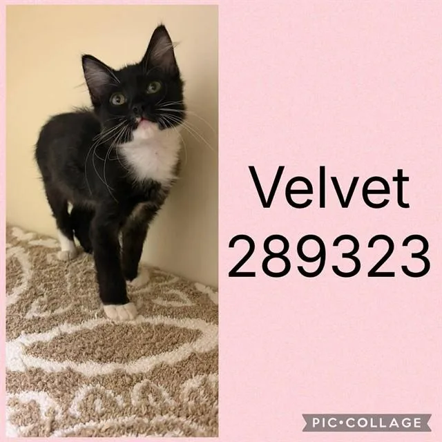 A baby small-sized female Domestic Short Hair cat named Velvet for adoption in Macon, GA