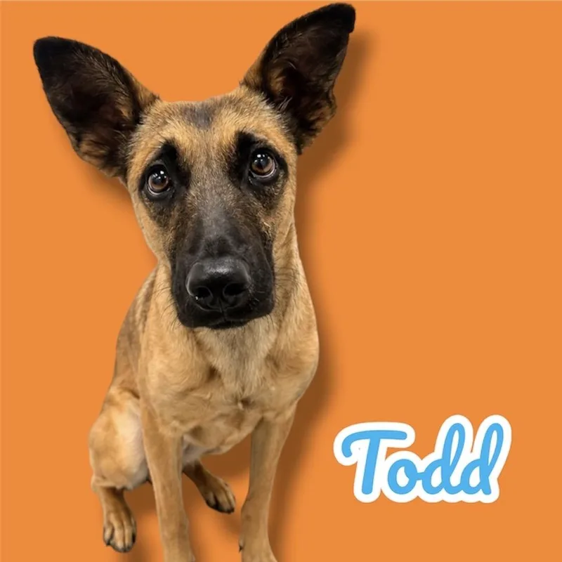 Todd