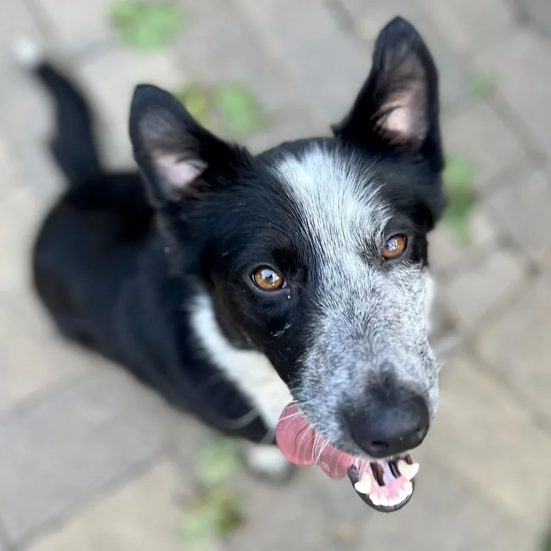 An adult medium-sized female Black Border Collie dog named Polly for adoption in Pleasanton, CA