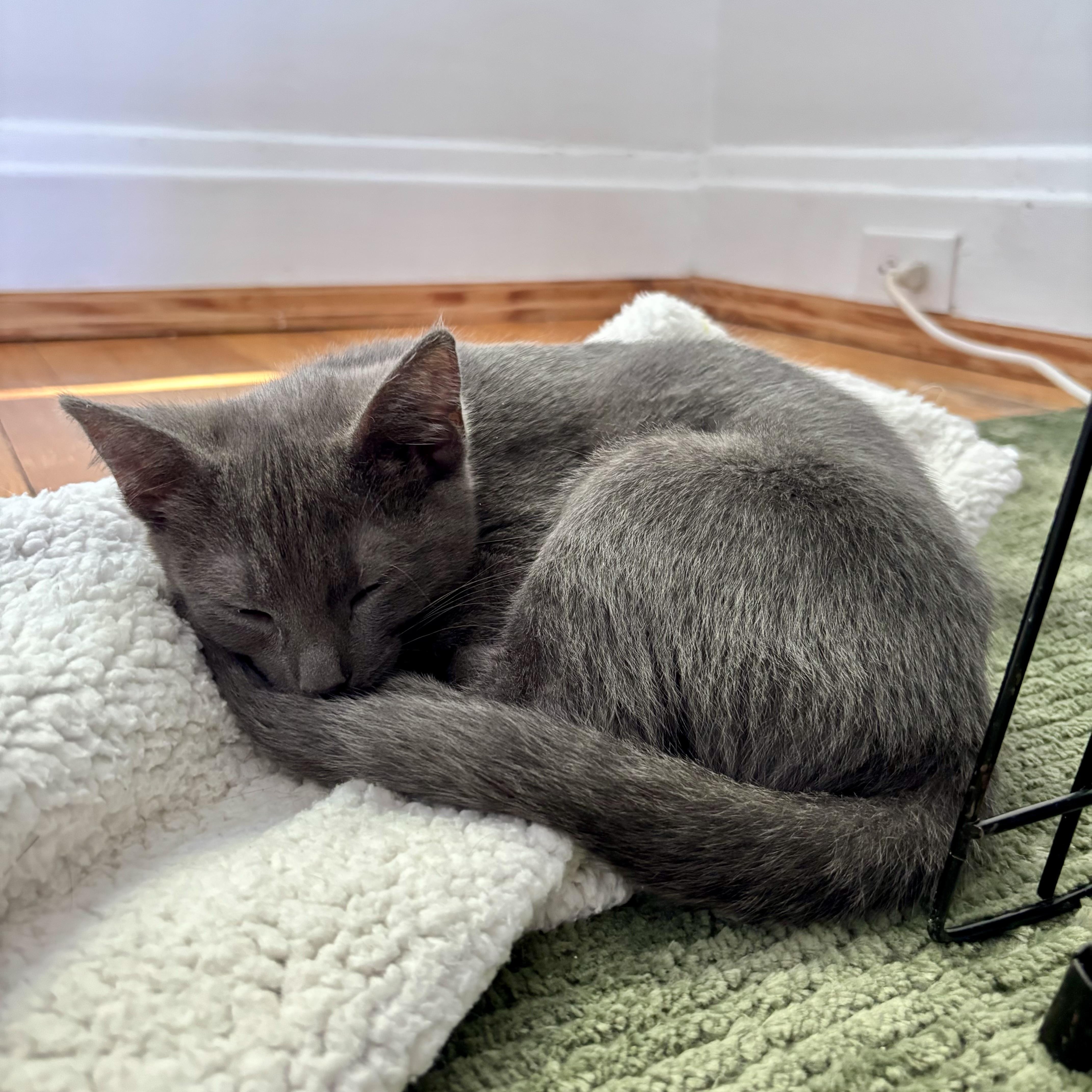 A baby small-sized female Gray / Blue / Silver Domestic Short Hair cat named Holland Lop for adoption in Richmond, VA