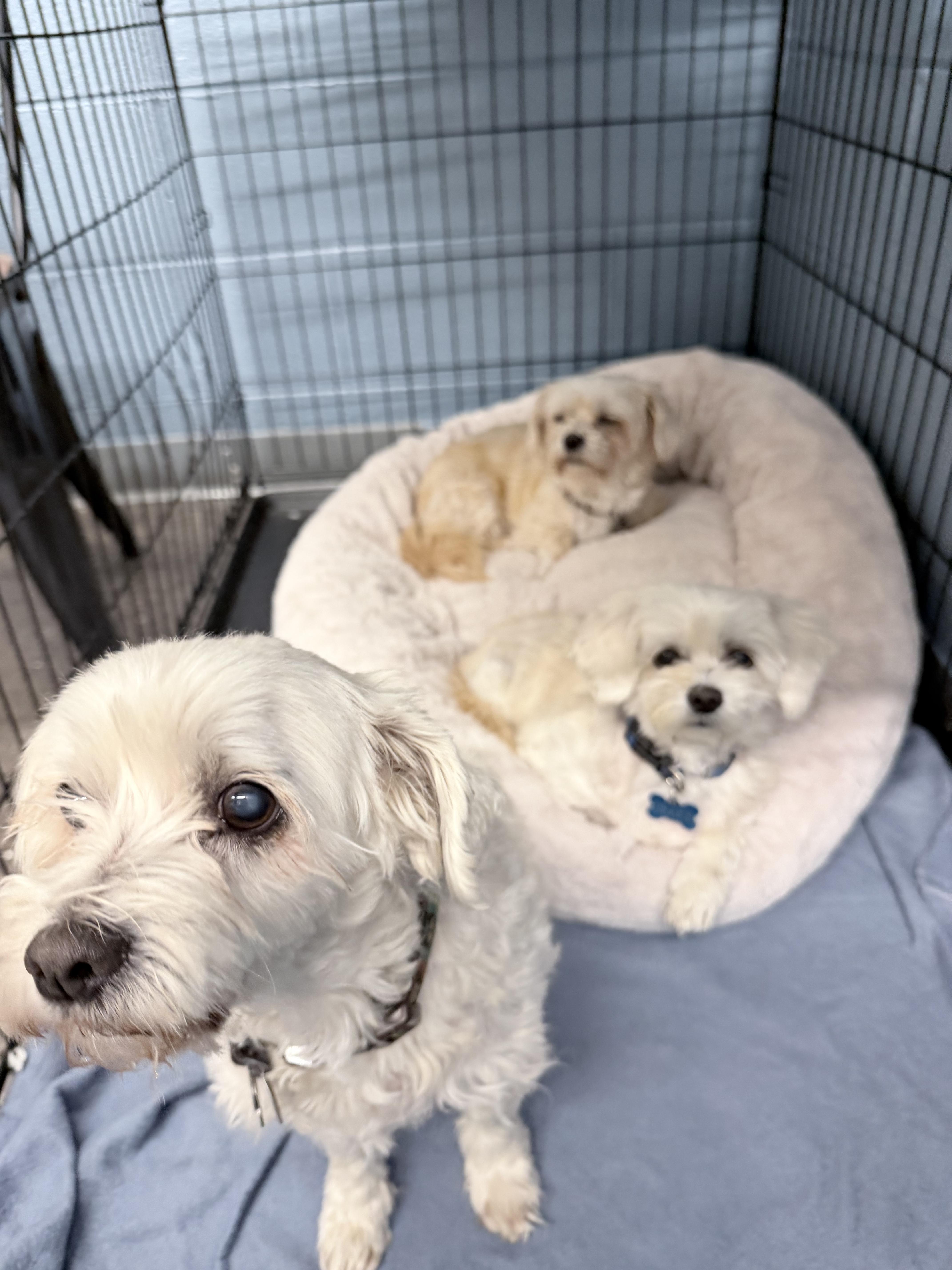 A senior small-sized female White / Cream Miniature Poodle dog named Drake  Jack  for adoption in Homewood, IL
