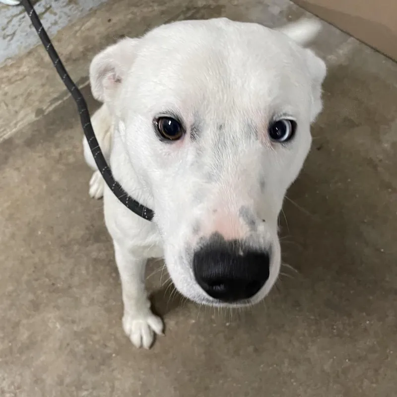 An adult medium-sized male White / Cream Australian Shepherd dog named Casper for adoption in Eureka Springs, AR