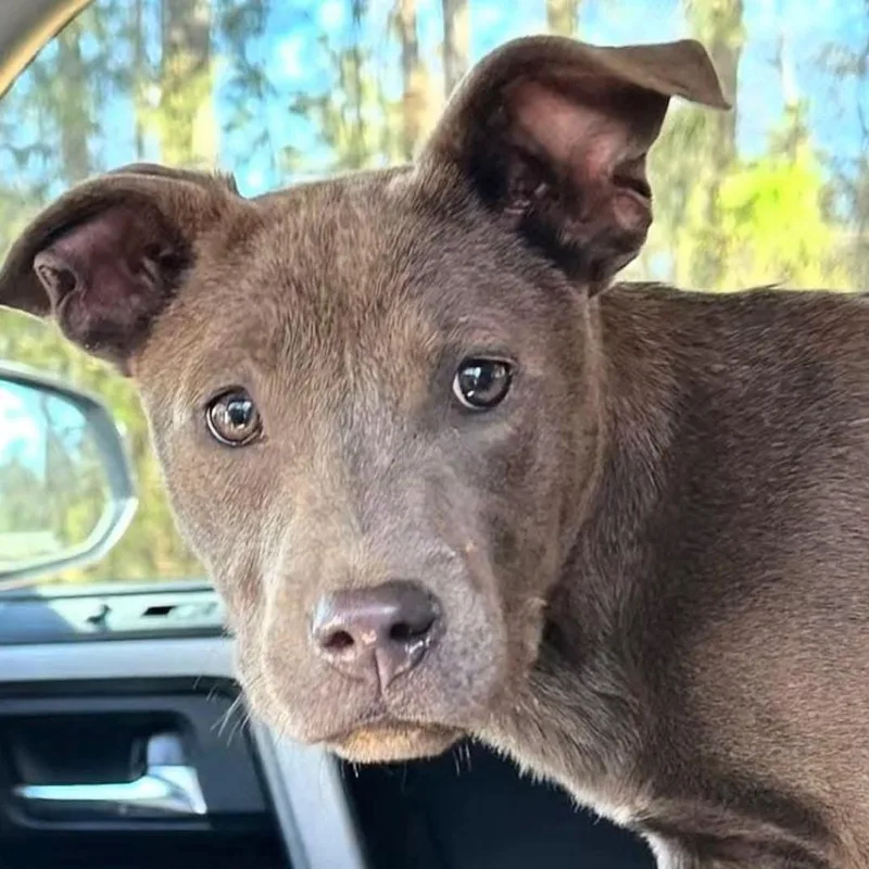 A young medium-sized female Gray / Blue / Silver American Staffordshire Terrier dog named Gobi for adoption in Long Island City, NY