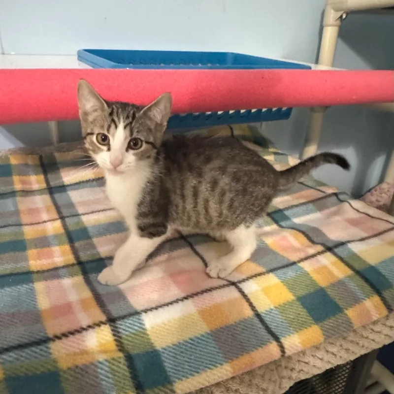 A baby small-sized male Brown / Chocolate Domestic Short Hair cat named Charlie Brown for adoption in Brownsboro, AL