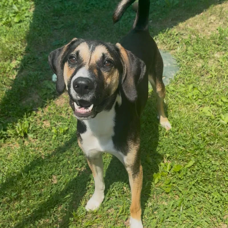 A young medium-sized male Black Beagle dog named Hunter for adoption in Fairmont, WV