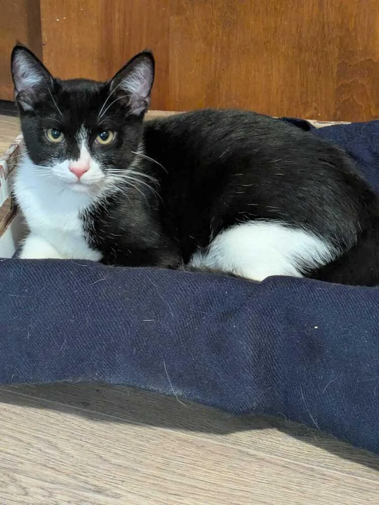 A baby medium-sized male Black & White / Tuxedo Domestic Short Hair cat named Chamberlain for adoption in Milltown, NJ
