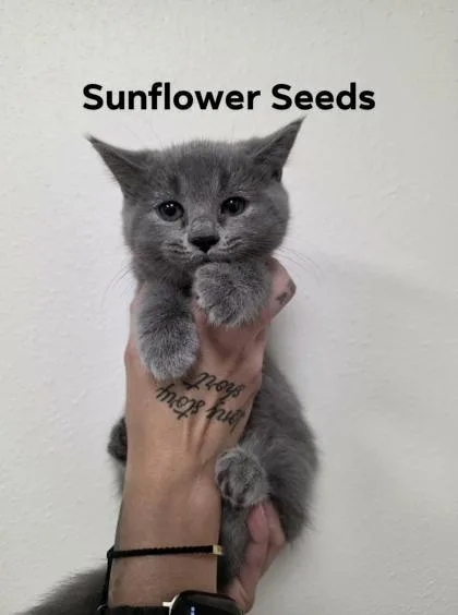 Sunflower Seeds
