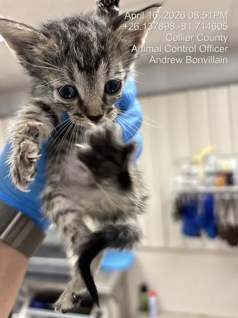 A baby small-sized male Domestic Short Hair cat named Dougie for adoption in Naples, FL