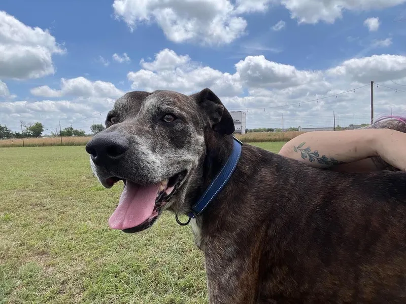 A senior large-sized male Brindle Great Dane dog named Walter for adoption in Bullard, TX