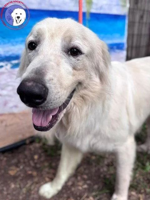 An adult large-sized male Great Pyrenees dog named James for adoption in Spring, TX