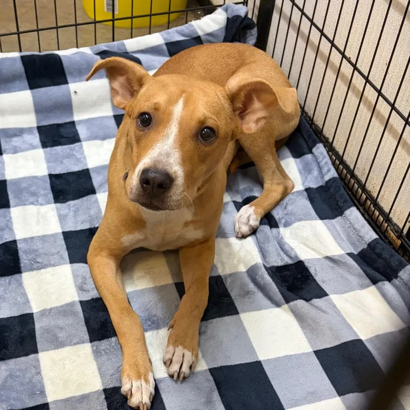 A young medium-sized female Brown / Chocolate Mixed Breed dog named Sadie for adoption in Lake Jackson, TX