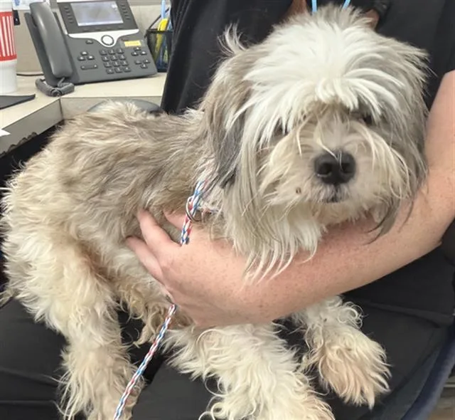 A young small-sized male Mixed Breed dog named Dexter for adoption in Dallas, TX