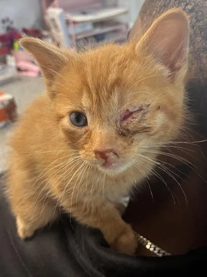 A baby small-sized male Domestic Short Hair cat named Little Butters for adoption in West Chester, PA