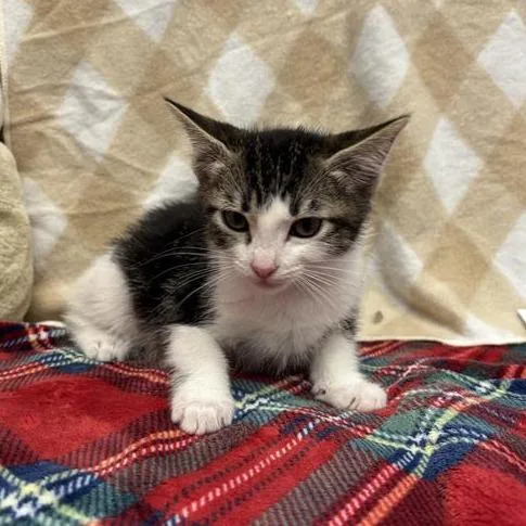 A baby small-sized male Brown / Chocolate Domestic Short Hair cat named Minty for adoption in Long Beach, CA