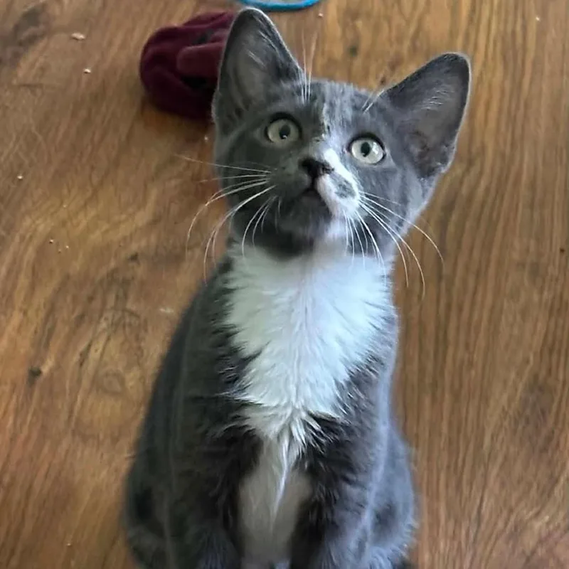 A baby small-sized female Gray / Blue / Silver Domestic Short Hair cat named Erin for adoption in Williston, FL
