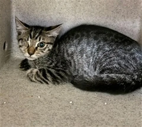 A baby small-sized female Domestic Short Hair cat named Stew for adoption in Riverside, CA