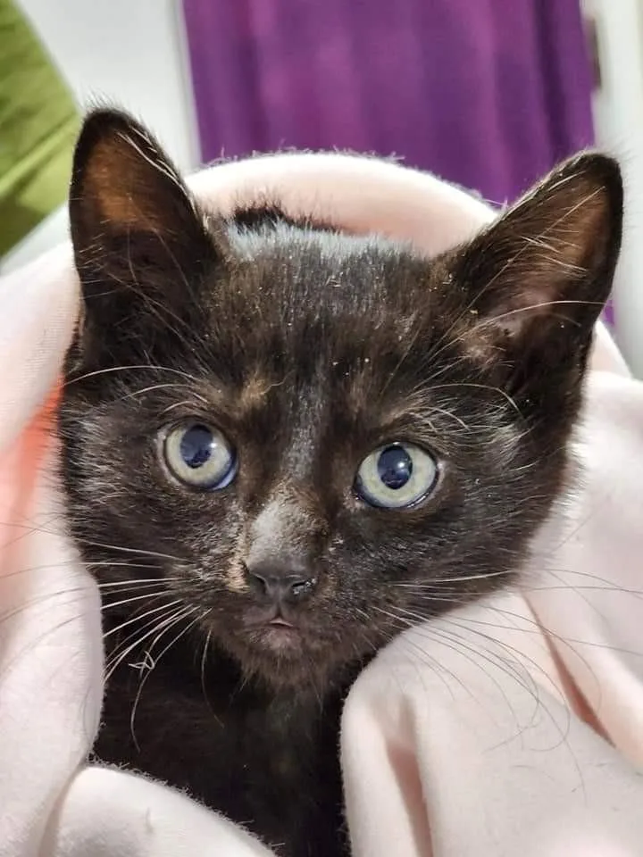 A young medium-sized female Black Domestic Short Hair cat named Nakia for adoption in Johnson City, TN