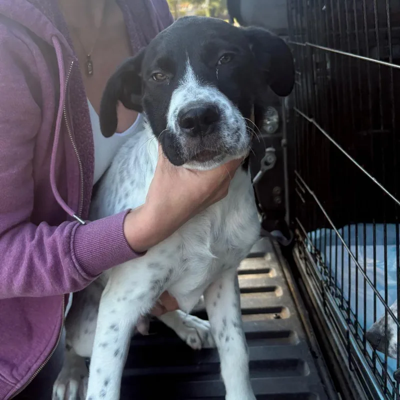 A baby large-sized male White / Cream Cattle Dog dog named Link for adoption in Reno, NV