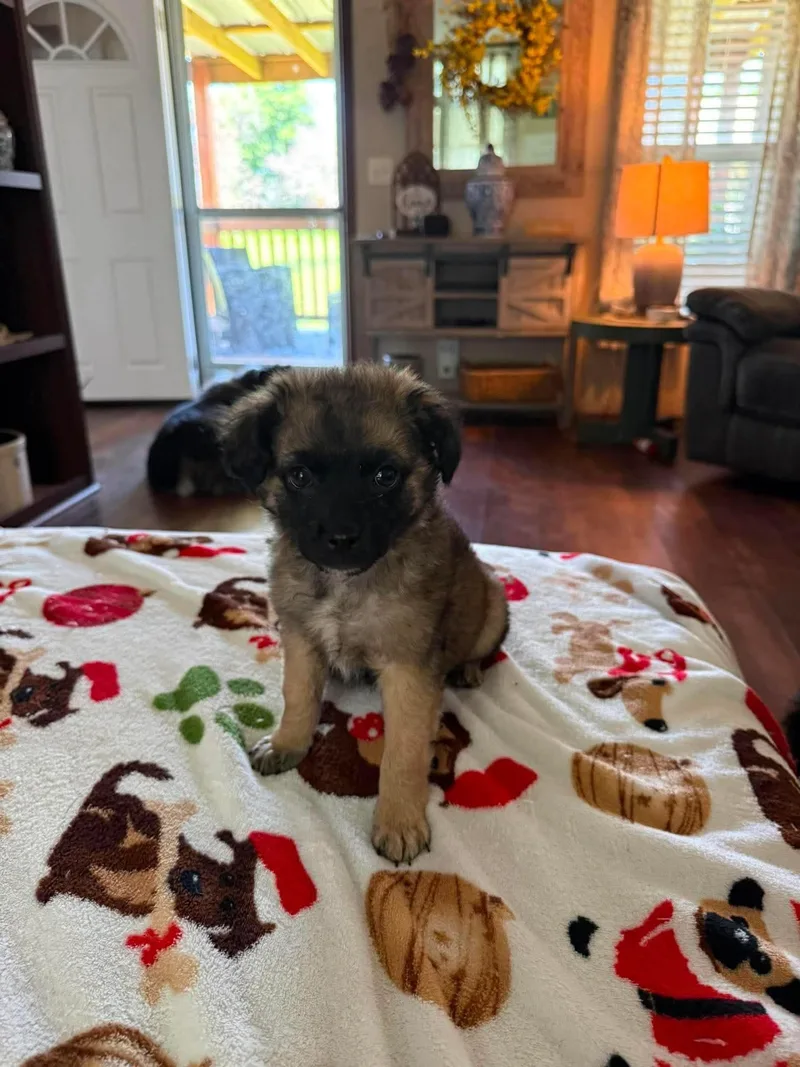 A baby small-sized male Rat Terrier dog named Woodrow for adoption in Cleveland, OK