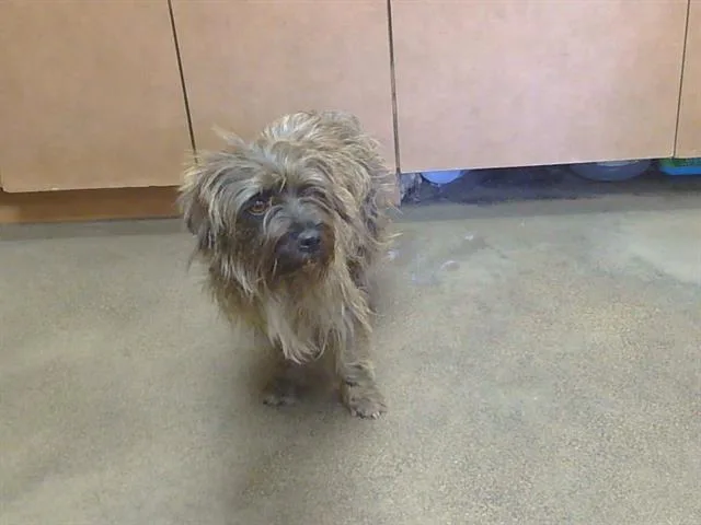 Fizzgig