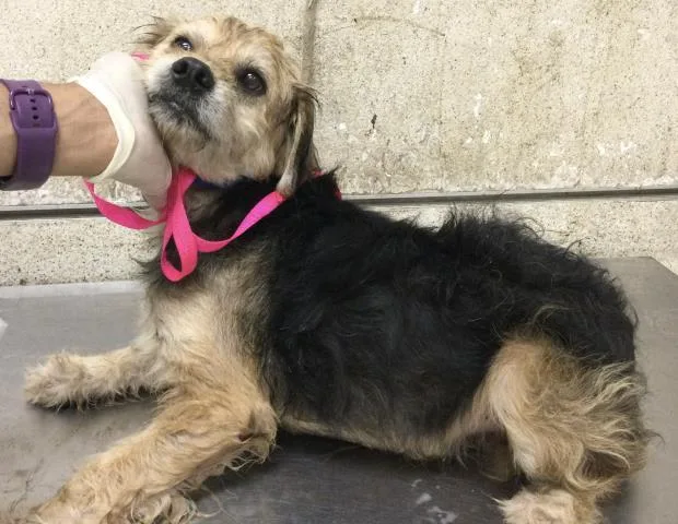 A senior medium-sized male Terrier dog named Magnus for adoption in Riverside, CA