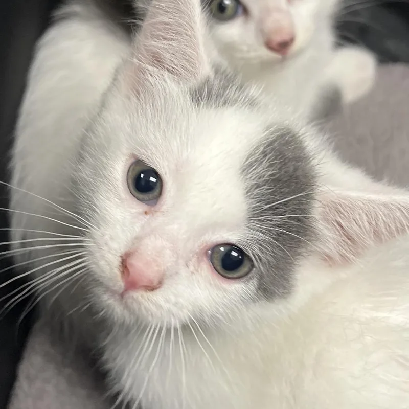 A baby small-sized female White Domestic Short Hair cat named Glitchc for adoption in East Saint Louis, IL