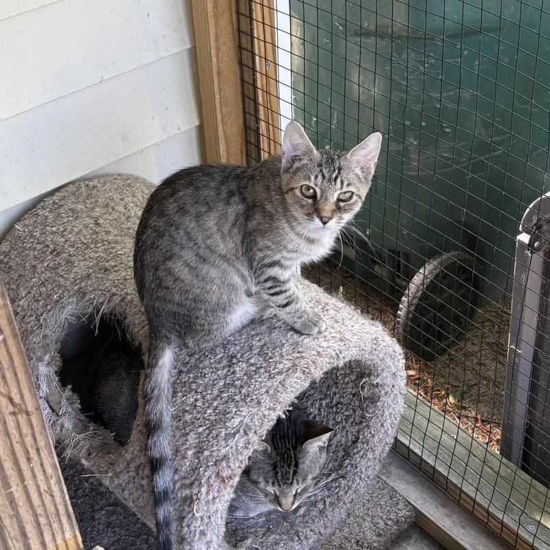 A baby medium-sized female Tabby (Gray / Blue / Silver) Tabby cat named Cherry Garcia for adoption in Richmond, VA