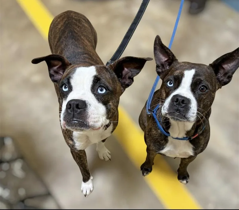 An adult medium-sized female Boxer dog named Marge for adoption in Alexander, AR