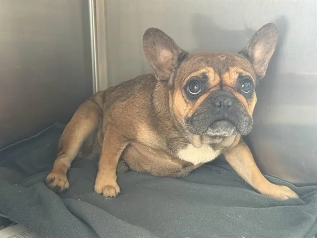 A young small-sized female French Bulldog dog named Rhapsody for adoption in Lancaster, CA