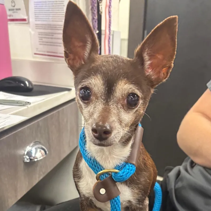 An adult small-sized female Brown / Chocolate Chihuahua dog named Bambi for adoption in Tampa, FL