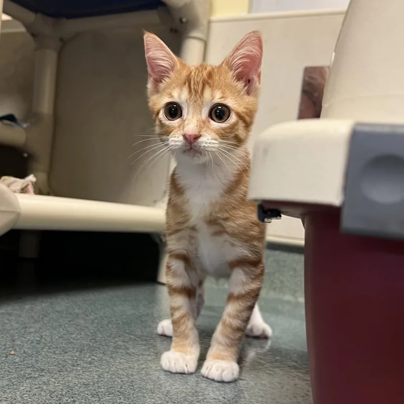 A baby small-sized male Orange / Red Domestic Short Hair cat named Pepe Le Pew for adoption in Naples, FL