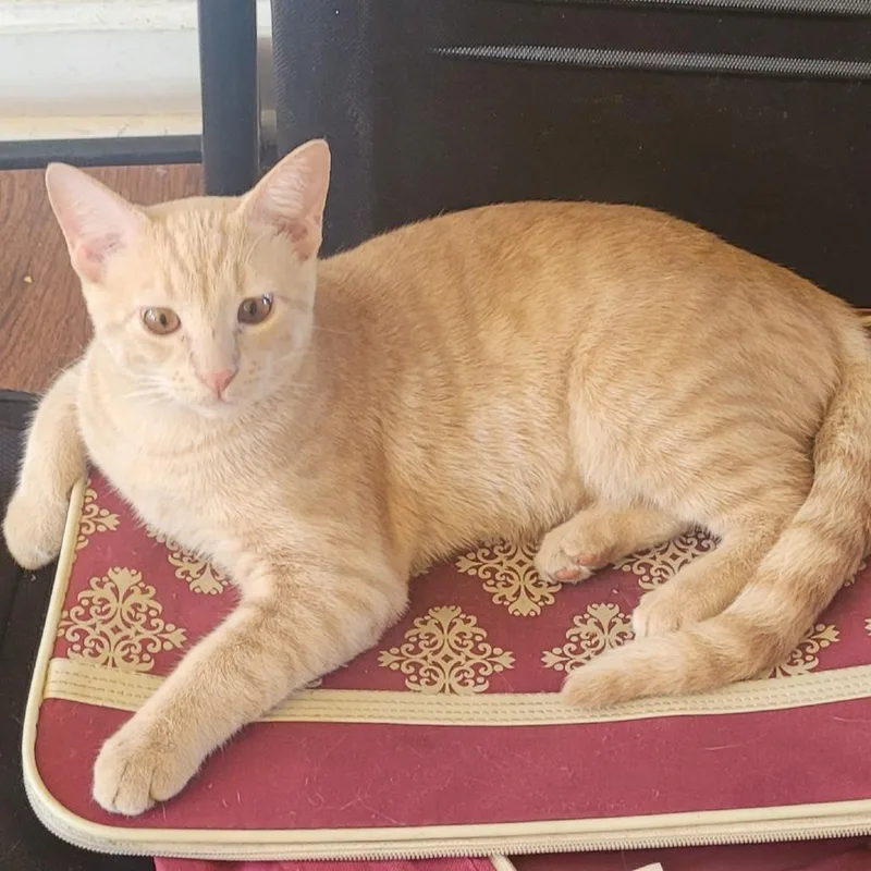 An adult large-sized male Domestic Short Hair cat named Samson for adoption in Chicago, IL
