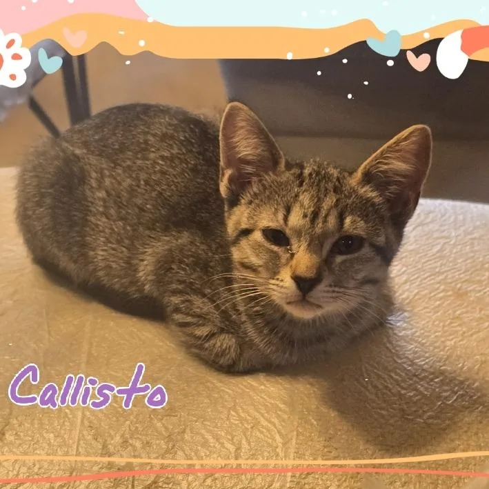 A baby small-sized female Gray / Blue / Silver Domestic Short Hair cat named Callisto for adoption in Tulsa, OK
